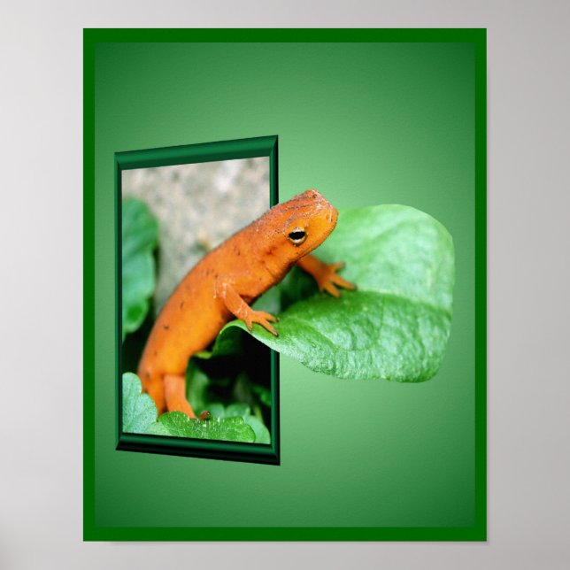 Orange Red Eft Salamander Out Of Frame Art Poster (Front)
