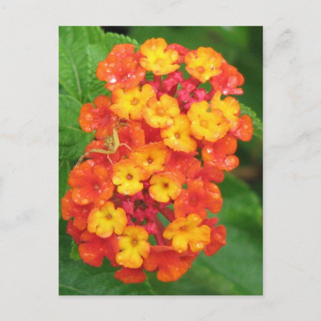 Orange-Red Lantana Postcard (Front)