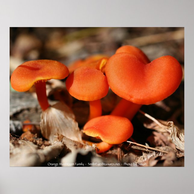 Orange Red Mushrooms Nature Photography Poster (Front)