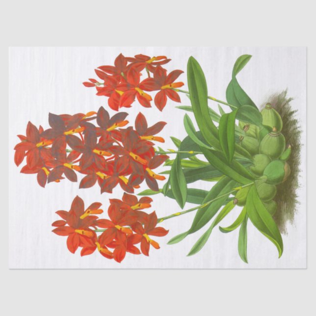 Orange Red Orchid Flower Tissue Paper (Front)