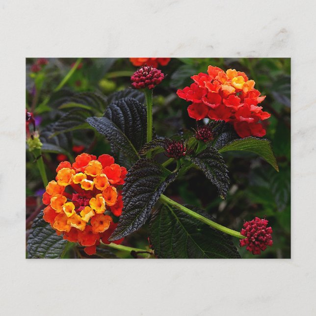 Orange Red Trailing Lantana #1 Postcard (Front)