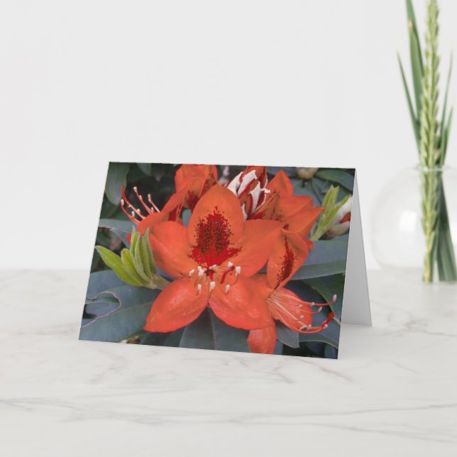 Orange Rhododendron Card (Front)