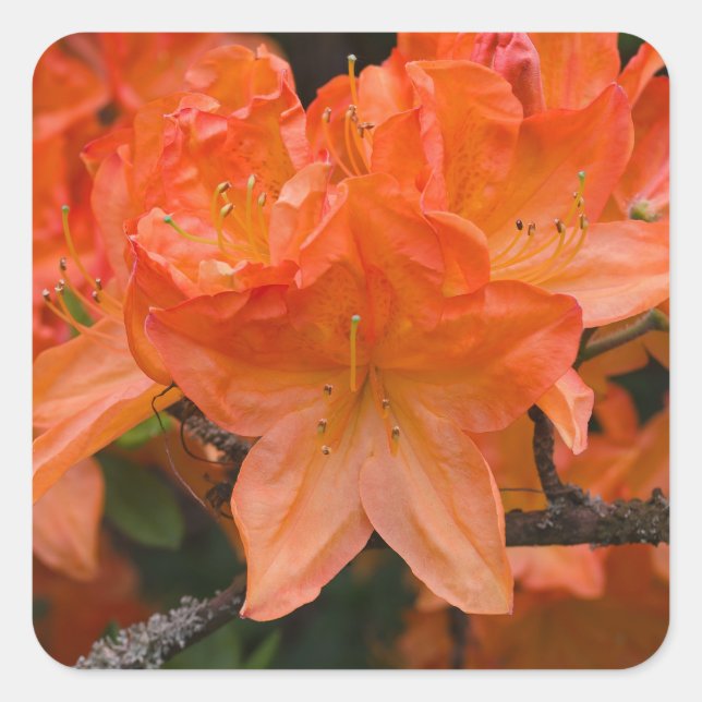 Orange Rhododendron Flower Stickers (Front)