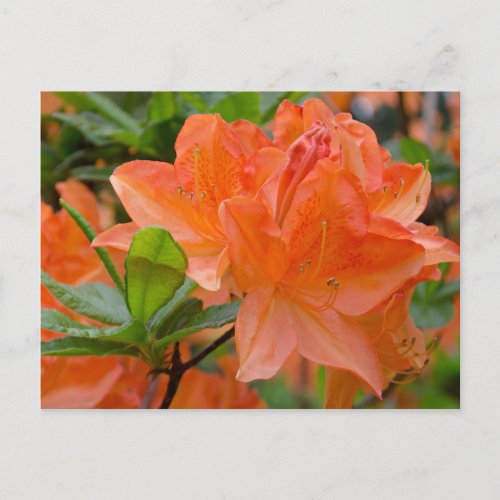 Orange Rhododendron Lemonara Flowers Postcard