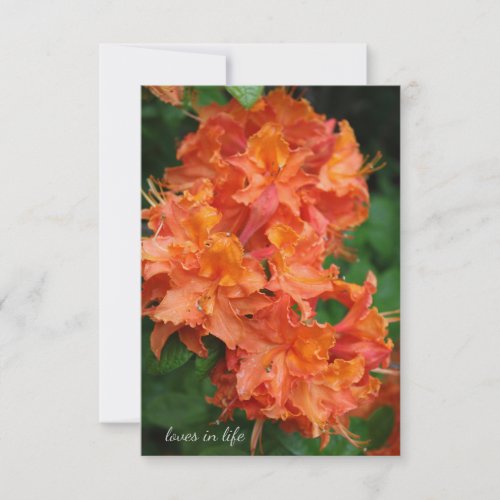 Orange Rhododendron Note Card
