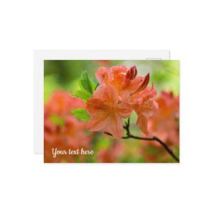 Orange Rhododendron Postcard