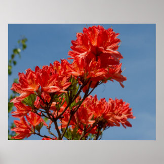"Orange Rhododendron" Poster