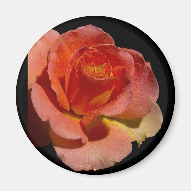 Orange Rose 2 Magnet (Front)