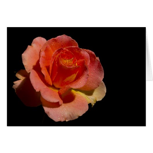 Orange Rose 2 on black Cards (Front Horizontal)