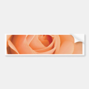 Orange Rose Bumper Sticker