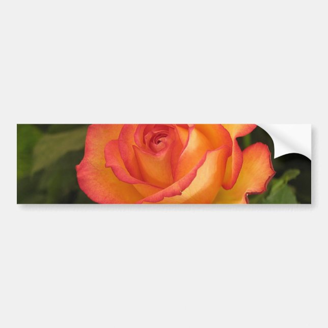 Orange Rose Bumper Sticker (Front)