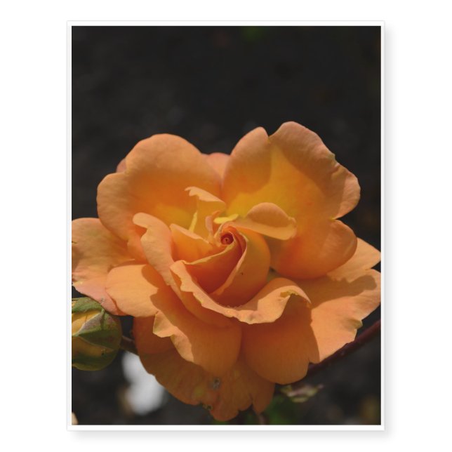 Orange Rose Bush Temporary Tattoos (Front)