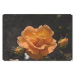 Orange Rose Bush Tissue Paper