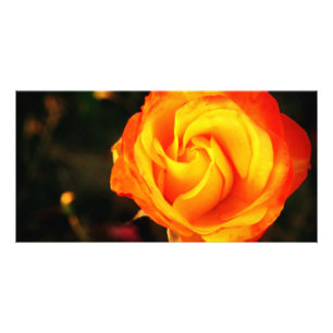 Orange rose card