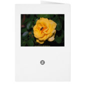 Orange Rose Card (Back)