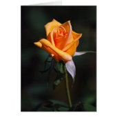 Orange Rose Card (Front)