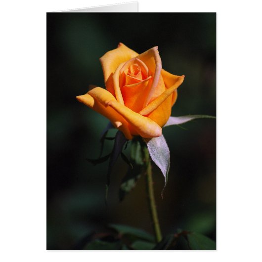 Orange Rose Card (Front)
