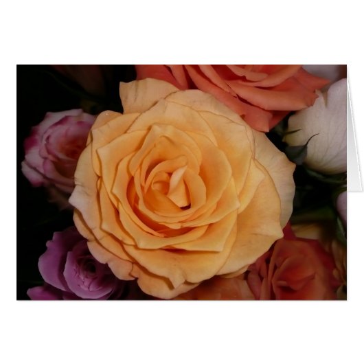 Orange Rose Cards (Front Horizontal)