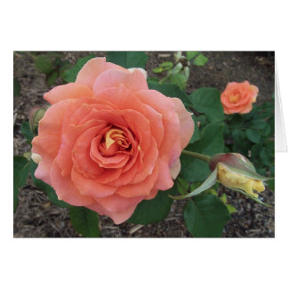Orange rose cards