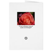 Orange Rose Cards (Back)