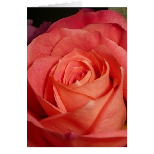Orange Rose Cards (Front)