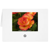 Orange Rose Cards (Back Horizontal)