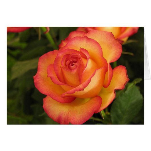 Orange Rose Cards (Front Horizontal)
