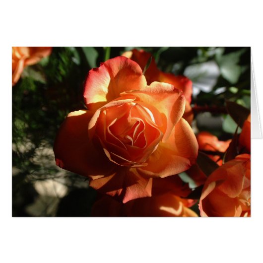 Orange Rose Cards (Front Horizontal)