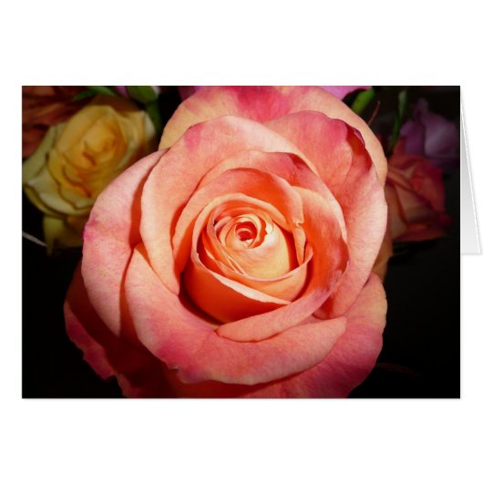 Orange Rose Cards (Front Horizontal)