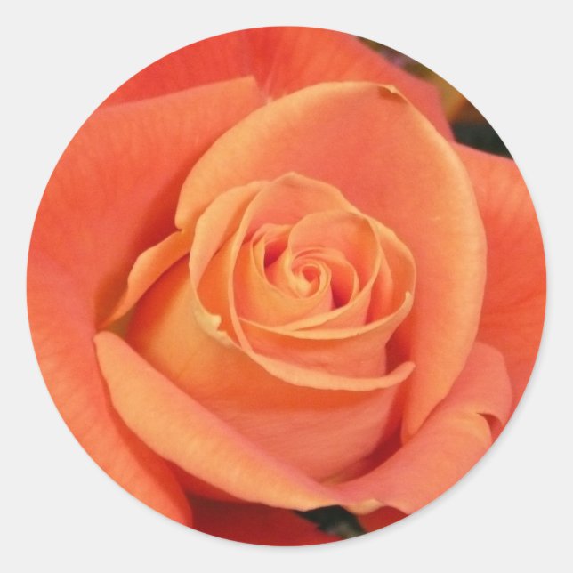 Orange Rose Classic Round Sticker (Front)
