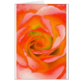 Orange Rose Close-up (Front)