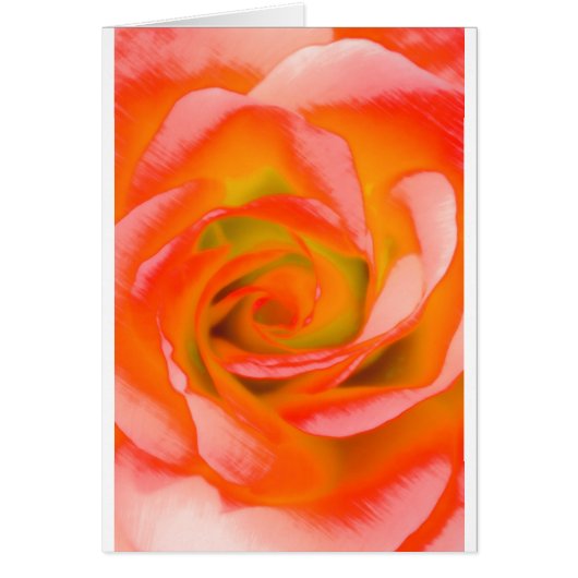 Orange Rose Close-up Cards (Front)