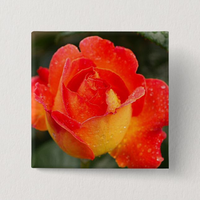 Orange Rose Floral Button (Front)