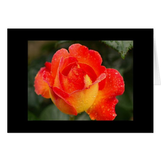 Orange Rose Floral Cards (Front Horizontal)