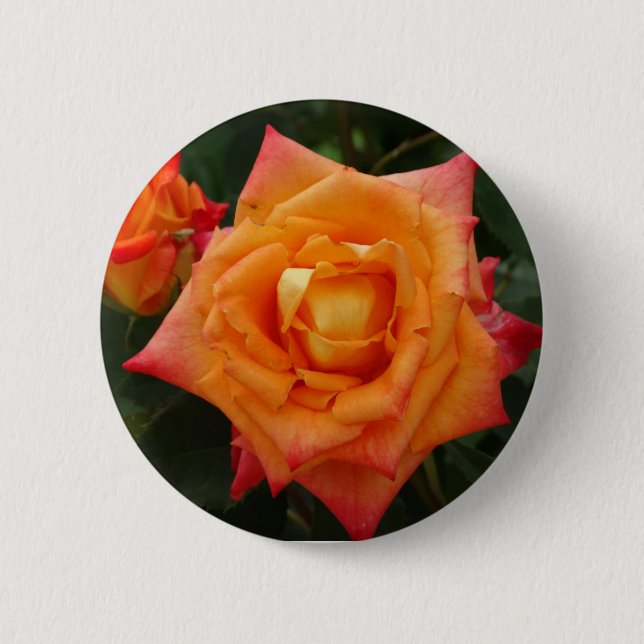 Orange Rose Flower Photo Round Badge Button (Front)