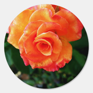 Orange rose flower sign