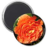 Orange Rose I Pretty Floral Magnet