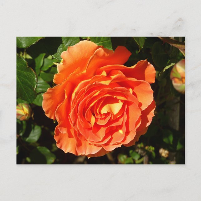 Orange Rose I Pretty Floral Postcard (Front)