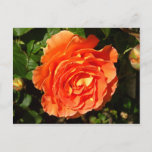 Orange Rose I Pretty Floral Postcard
