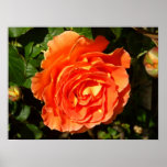 Orange Rose I Pretty Floral Poster