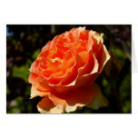 Orange Rose II Beautiful Floral