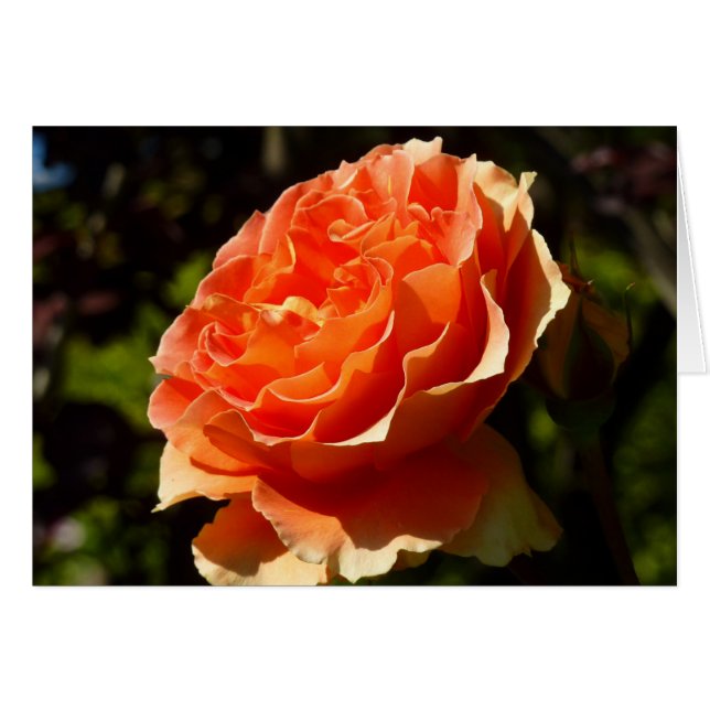 Orange Rose II Beautiful Floral Cards (Front Horizontal)
