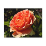 Orange Rose II Beautiful Floral Postcard