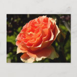 Orange Rose II Beautiful Floral Postcard