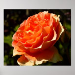 Orange Rose II Beautiful Floral Poster