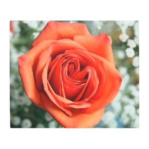 Orange Rose in Baby's Breath Metal Wall Art