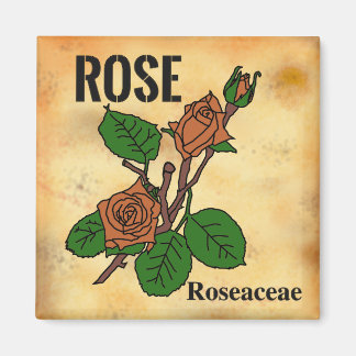 Orange Rose line art aged paper style Magnet