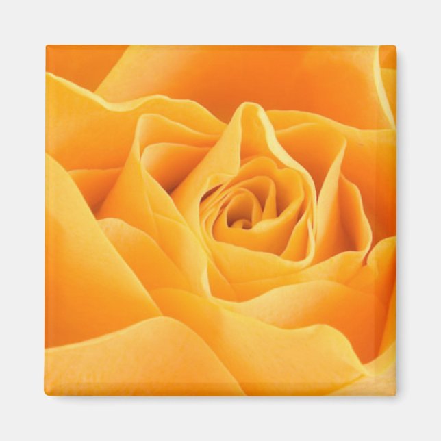 Orange Rose Magnet (Front)