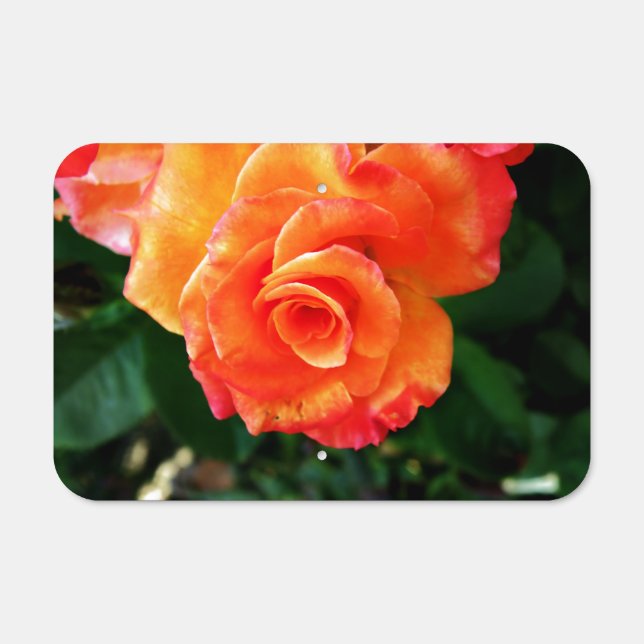Orange rose   metal sign (Front)