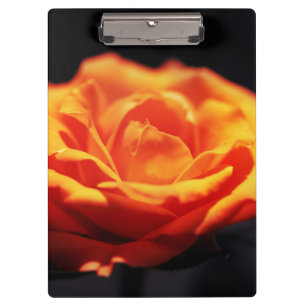 Orange rose on black clipboard